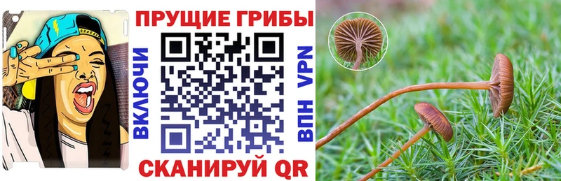 магазин  наркотиков  Жуков  Псилоцибиновые грибы мицелий 
